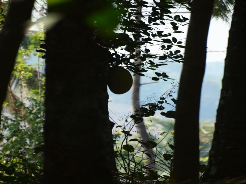 Chedi Spring Valley Athirappilly Ngoại thất bức ảnh